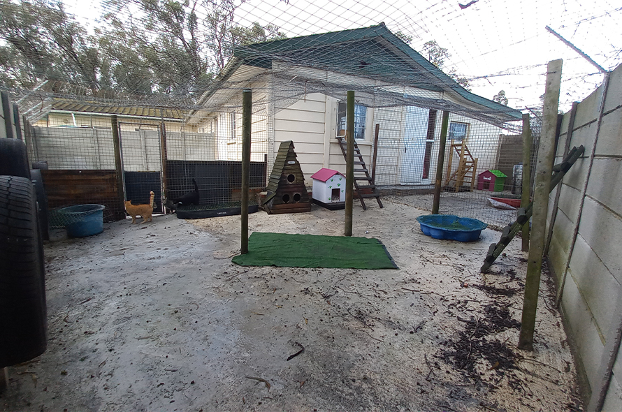A cat friendly outdoor area