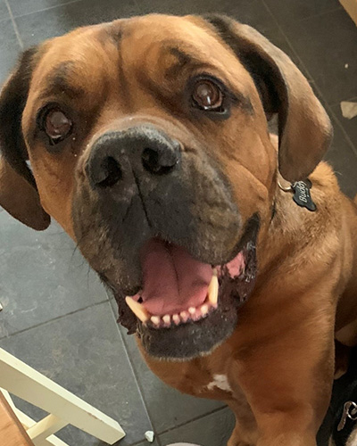 Buddy