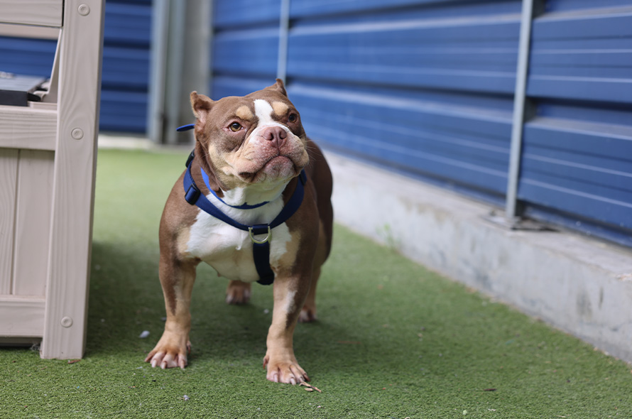 Bulldog with cropped ears out in the paddock