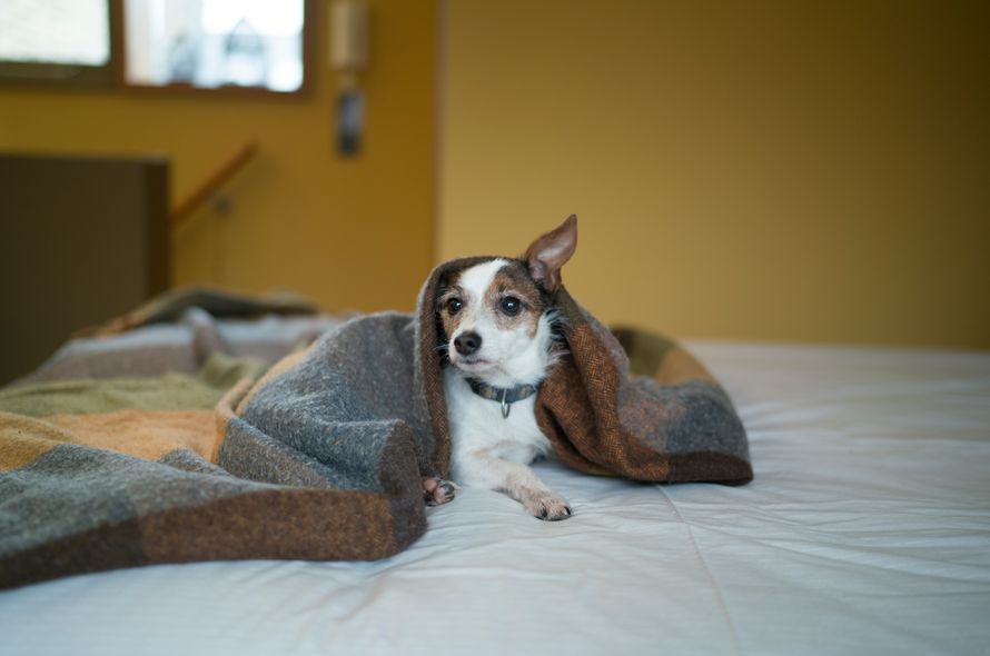 Jack russel on bed under a blanket with one ear up as if listening to fireworks