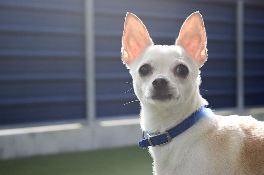 Small dog looking towards the camera