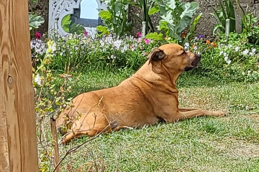Robbie