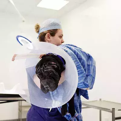 Dog insurance