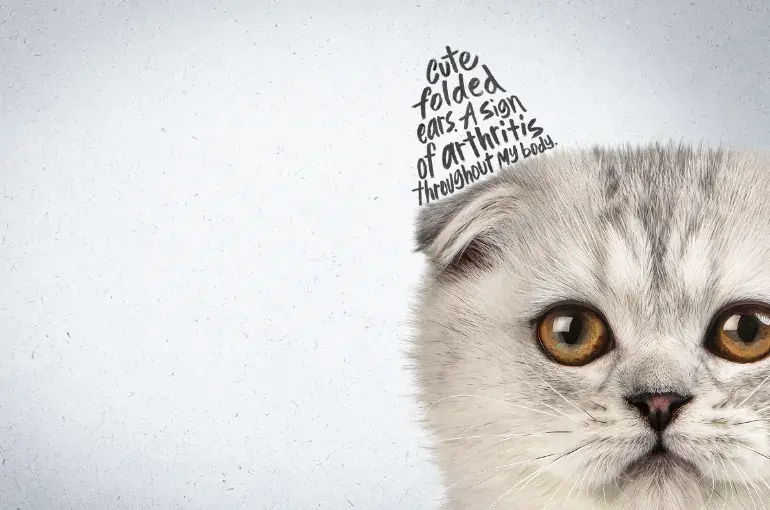 Cat with a folded ear. Text where the cats ear should be reads "Cute folded ears. A sign of arthritis throughout my body".