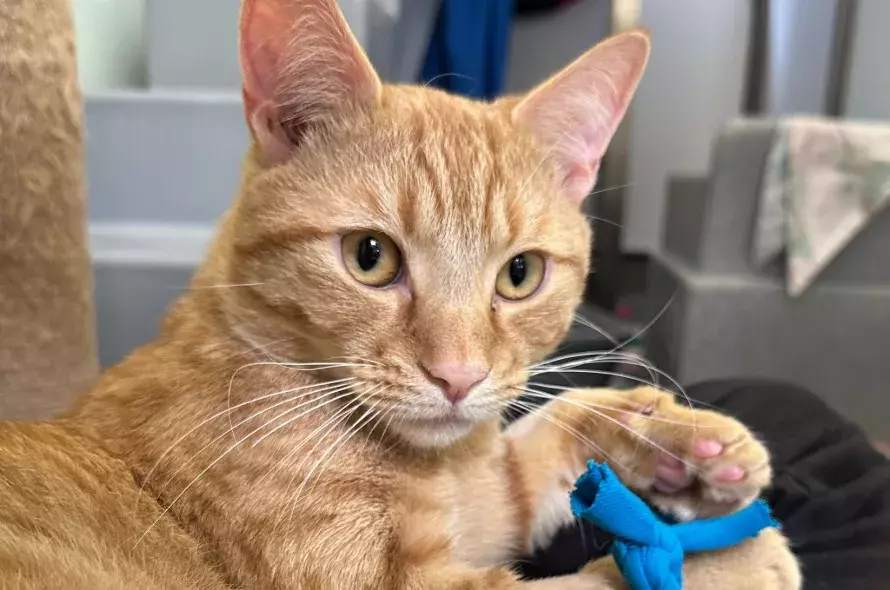 Finn the ginger cat with green eyes stares into the camera