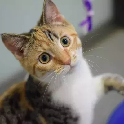 Search cat advice