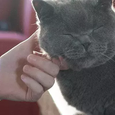 Search cat advice