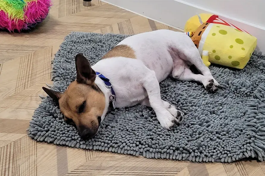 Mango sleeping