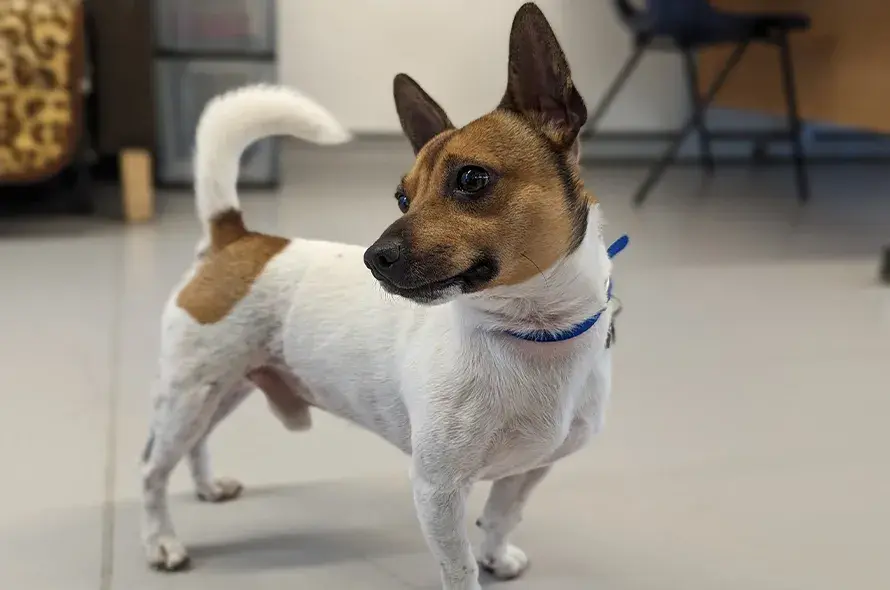 Mango standing