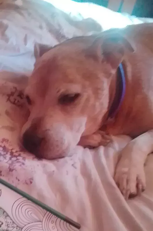 Pet Memorials