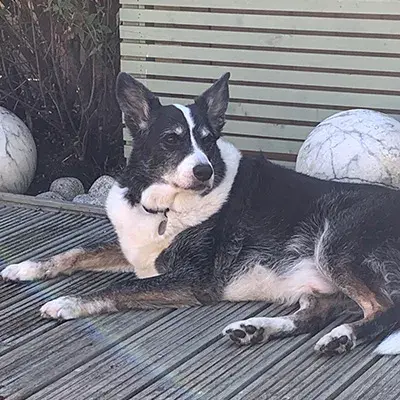 Pet Memorials