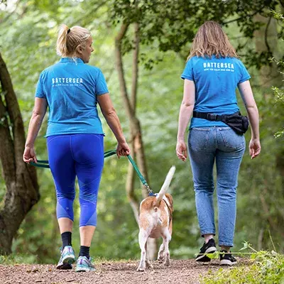 Search dog advice