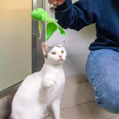 Search cat advice